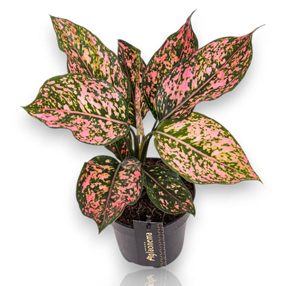 Aglaonema Pink Leopard in vaso, pianta d'appartamento con foglie variegate rosa e verde dall'effetto maculato
