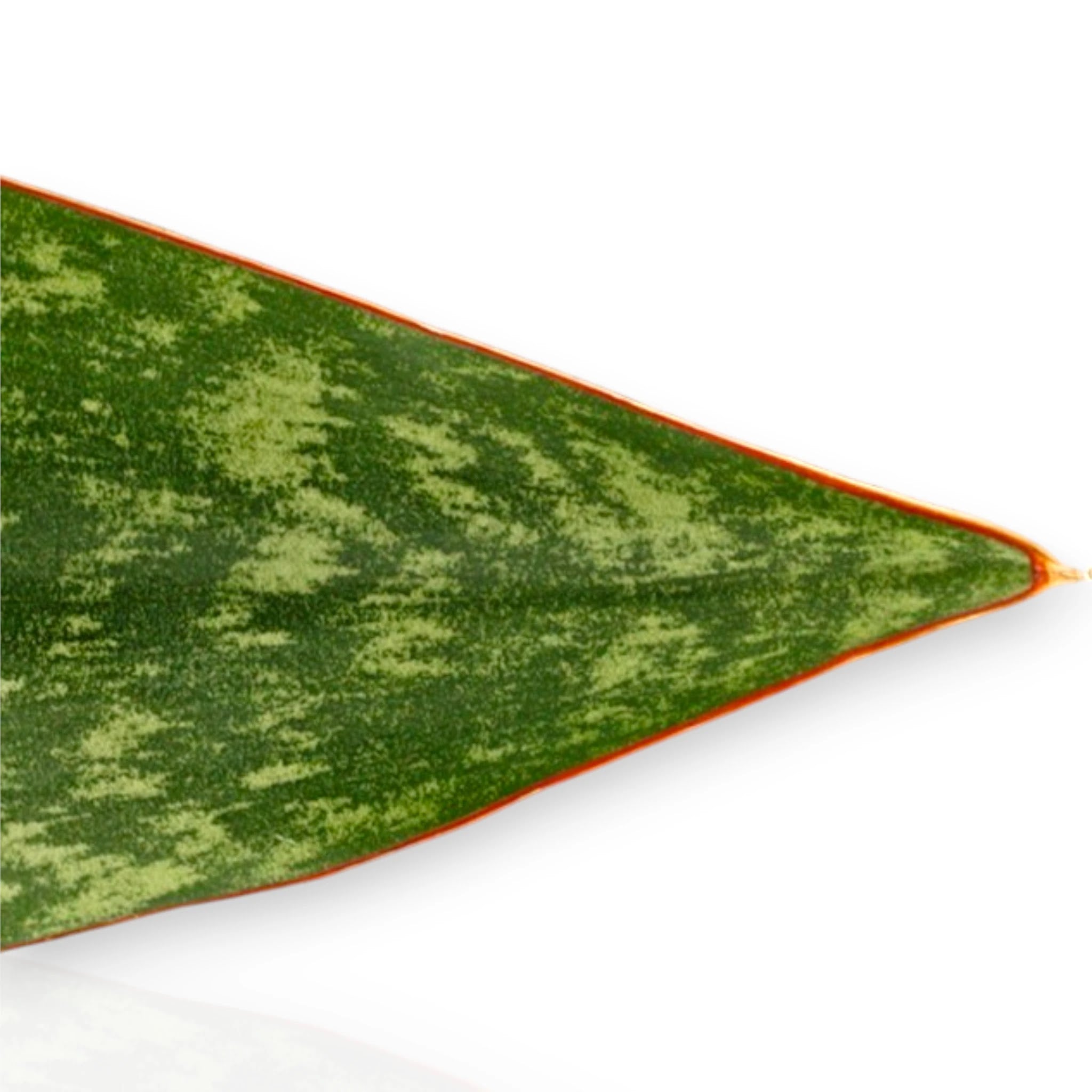 Dettaglio foglie carnose Sansevieria jamaiquina Queen con striature sottili verde intenso
