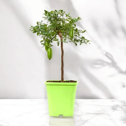 Nandina domestica 'Lemon-Lime'