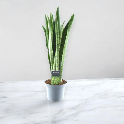 Sansevieria trifasciata 'Spearmint'