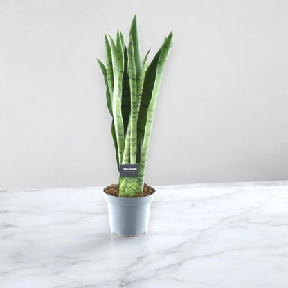 Sansevieria trifasciata 'Spearmint'