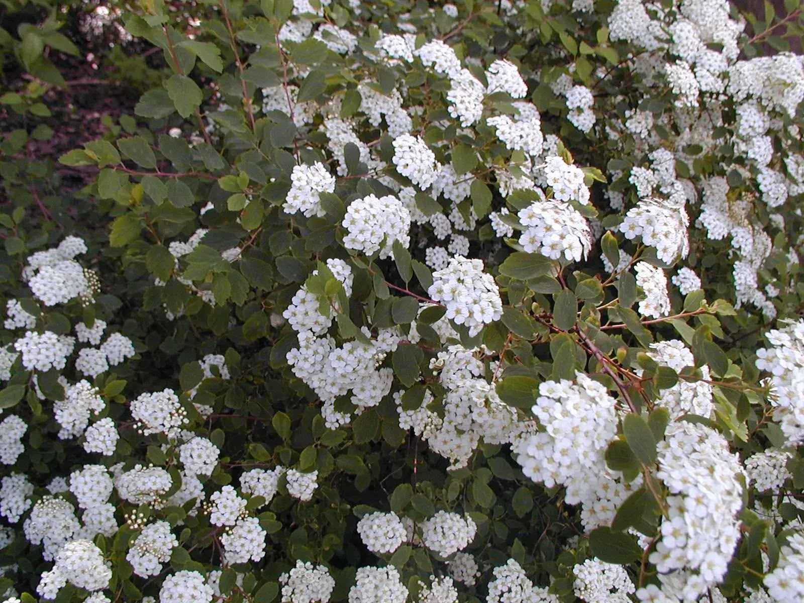 Spirea - Spiraea × vanhouttei