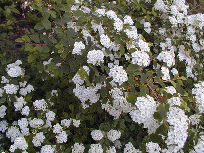 Spirea - Spiraea × vanhouttei