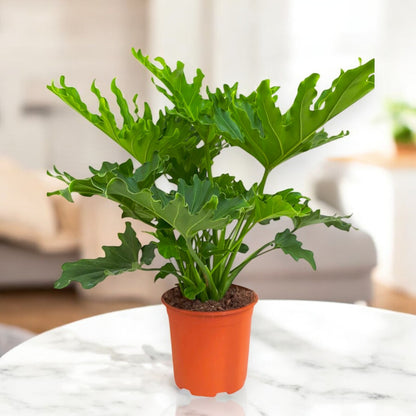 Philodendron 'Little hope'