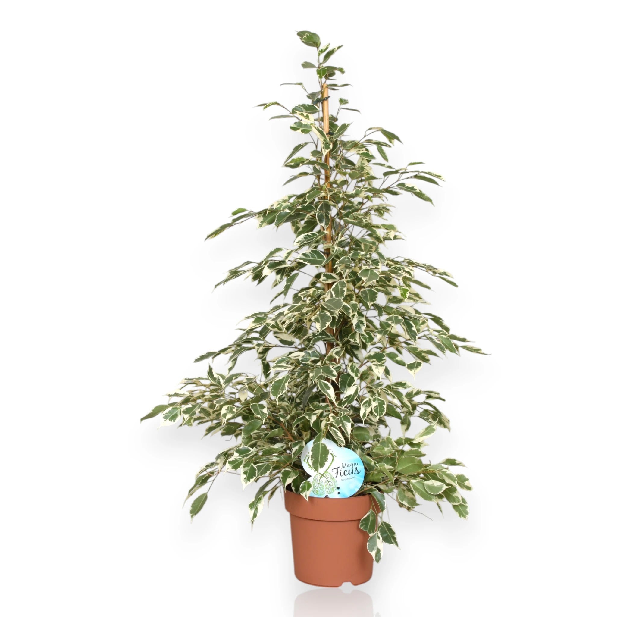 Ficus benjamina 'Twilight'