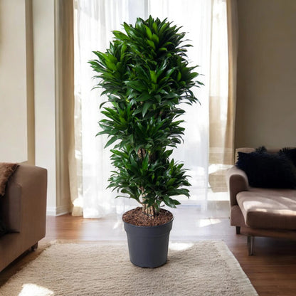 Dracaena fragrans 'Compacta'