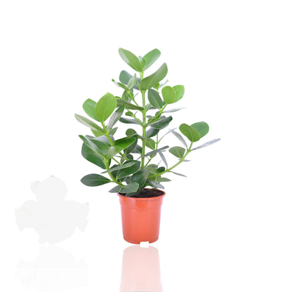 Clusia rosea pianta da interno con foglie carnose verdi lucide in vaso decorativo per soggiorno moderno