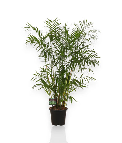 Chamaedorea seifrizii in vaso con fusti multipli e foglie pennate in ambiente domestico moderno