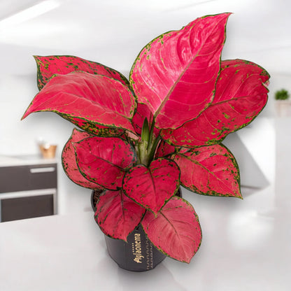 Aglaonema 'Red Joy'
