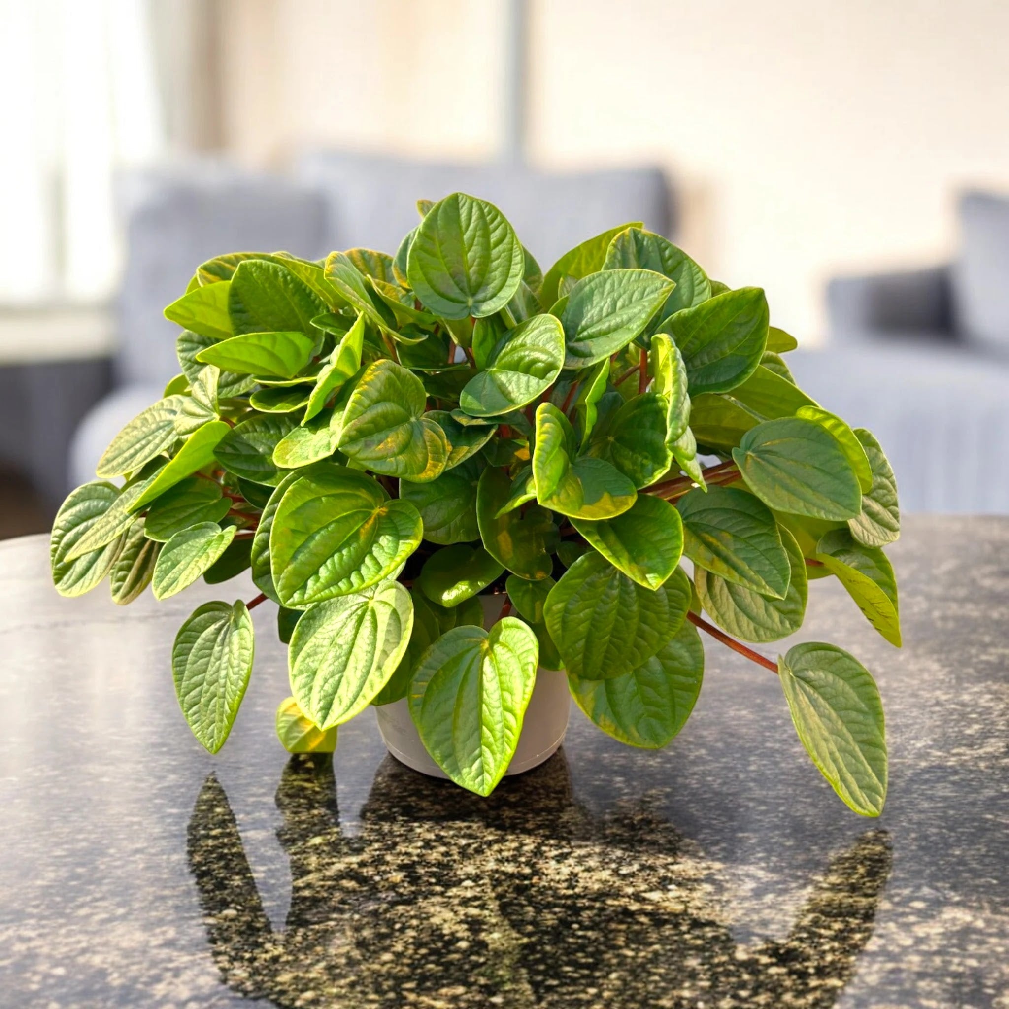 Peperomia albovittata 'Rana verde'