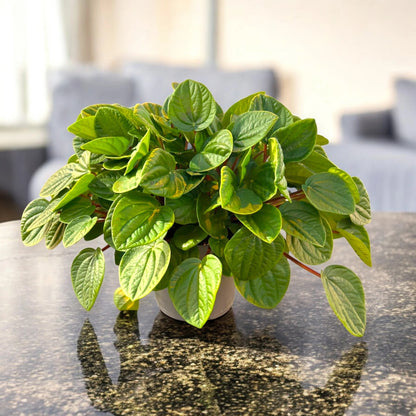 Peperomia albovittata 'Rana verde'
