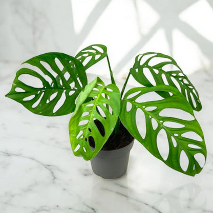Philodendron 'Esqueleto'
