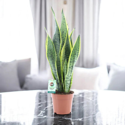Sansevieria trifasciata 'Laurentii'