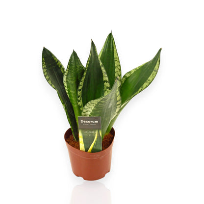 Sansevieria trifasciata Silver Flame con foglie erette verde scuro e striature argentate in vaso bianco
