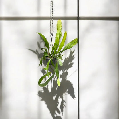 Epiphyllum fruhlingsgold