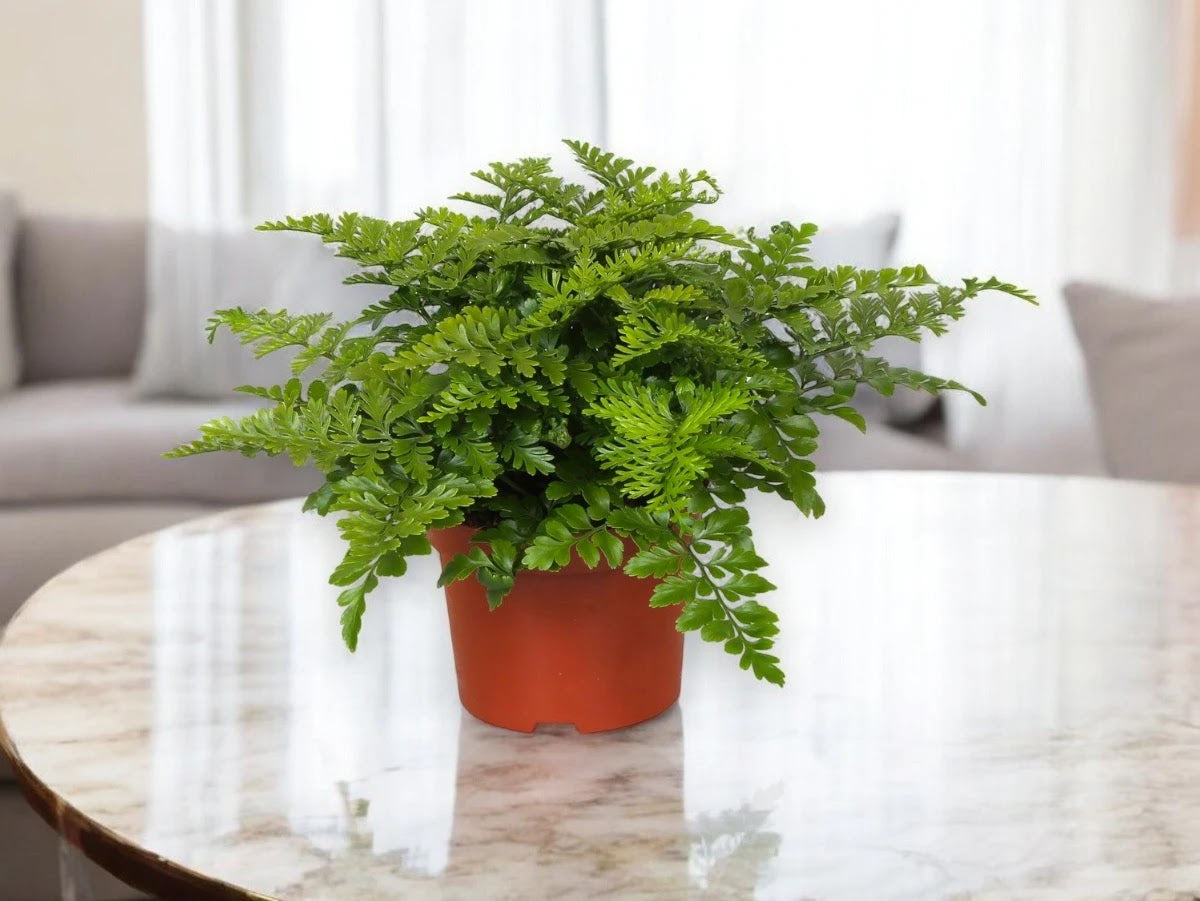 Asplenium parvati
