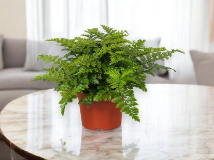 Asplenium parvati
