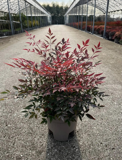 Nandina domestica
