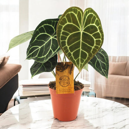 Anthurium clarinervium