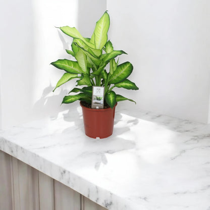 Dettaglio foglia variegata Dieffenbachia Summer Style con pattern crema e verde