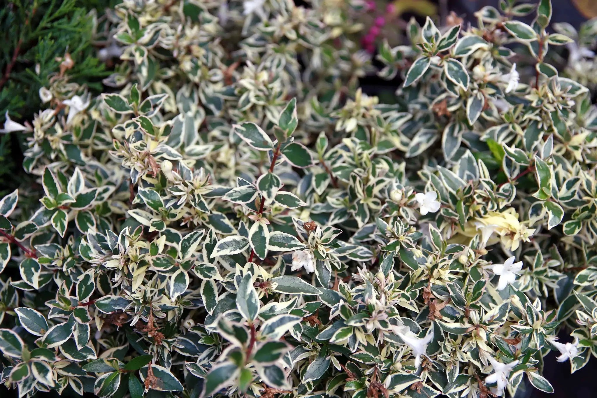 Abelia grandiflora