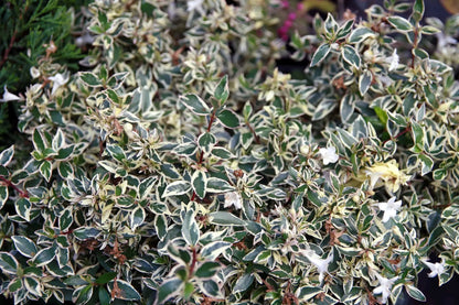 Abelia grandiflora 'Confetti'