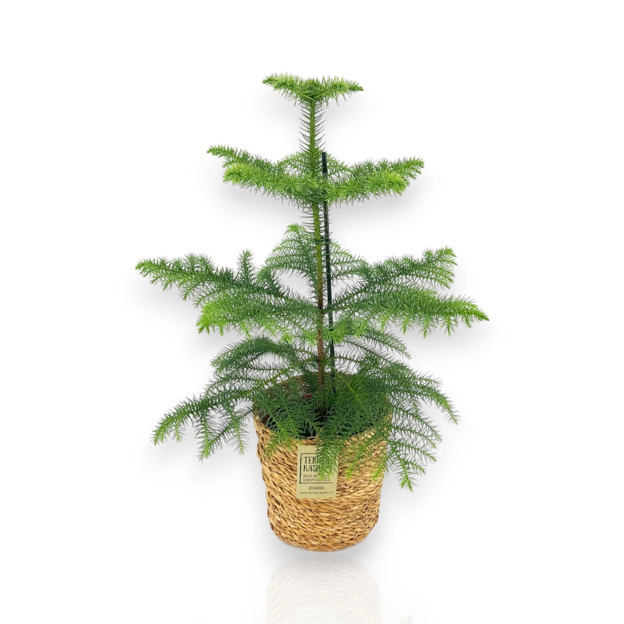 Araucaria