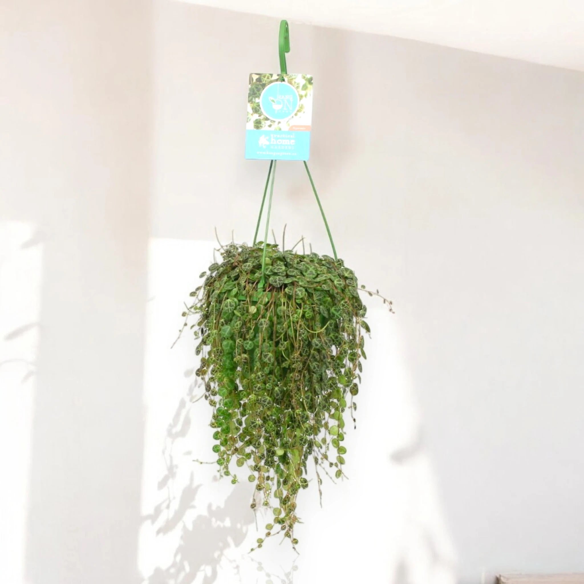 Peperomia prostrata