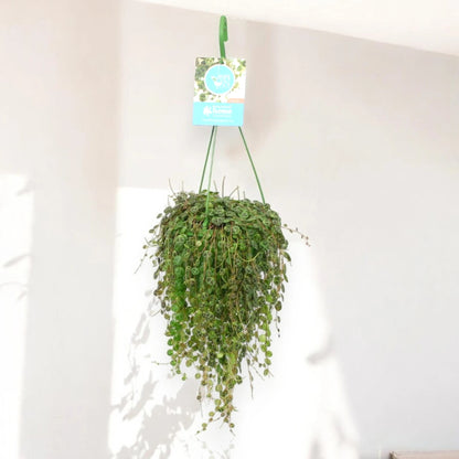 Peperomia prostrata