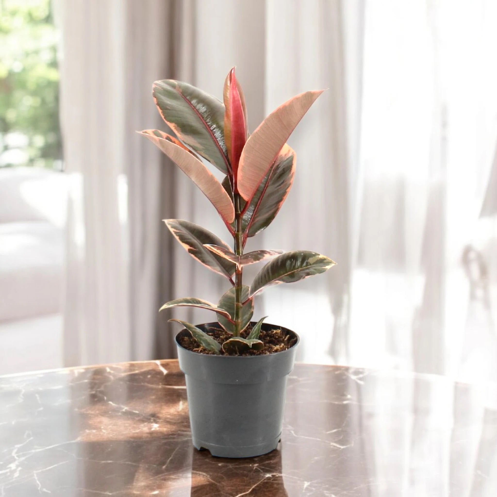 Ficus elastica 'Belize'