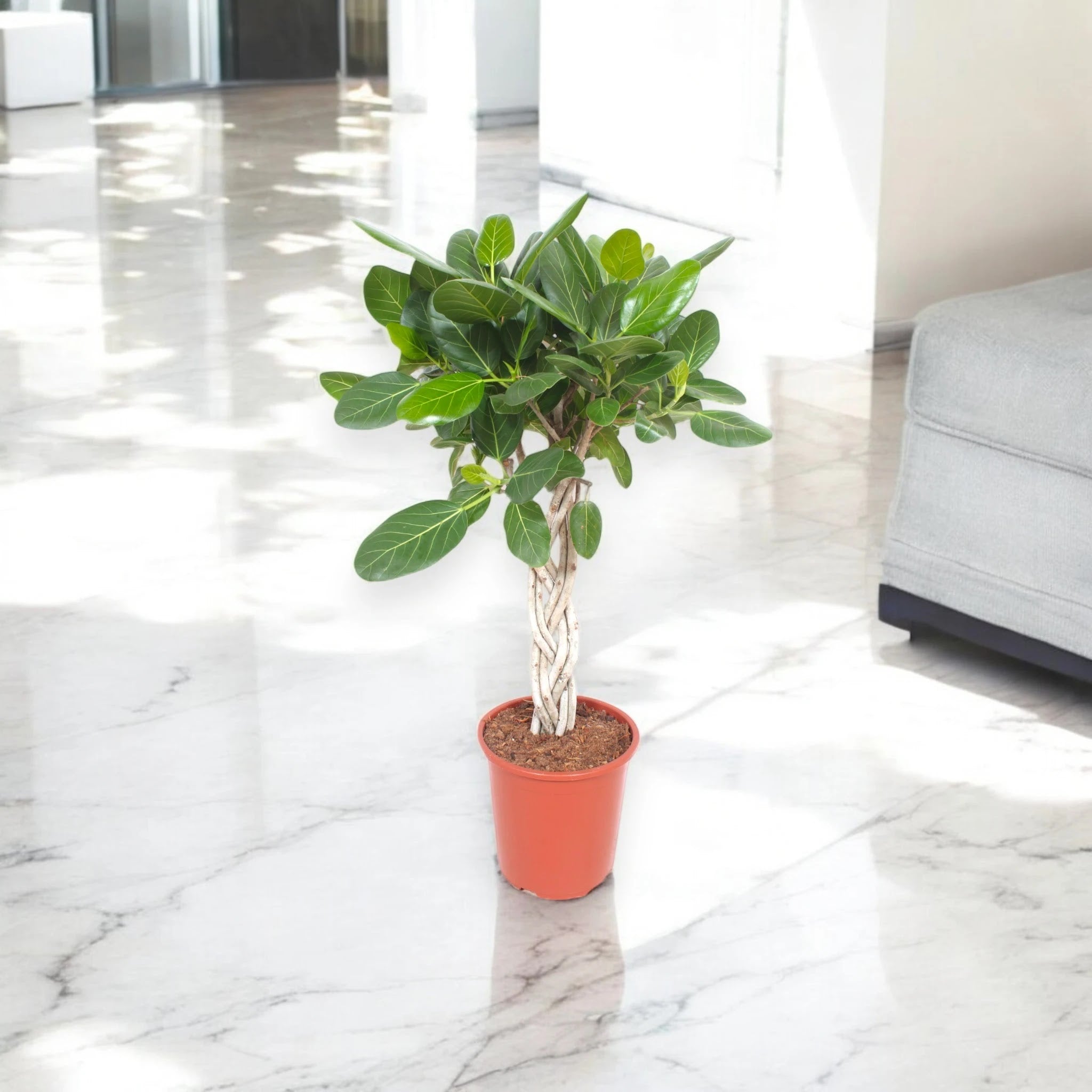 Ficus benghalensis