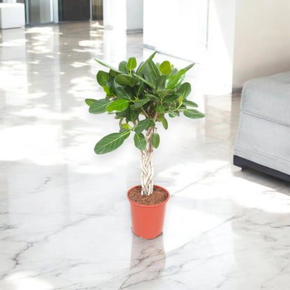 Ficus benghalensis