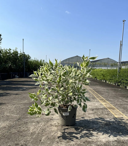 Dettaglio foglie variegate e rami rossi di Cornus alba Ivory Halo