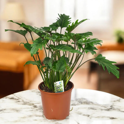 Philodendron 'Xanadu'