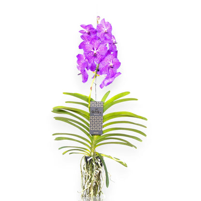 Dettaglio fiore blu intenso di Vanda New Blue con petali vellutati e centro più scuro
