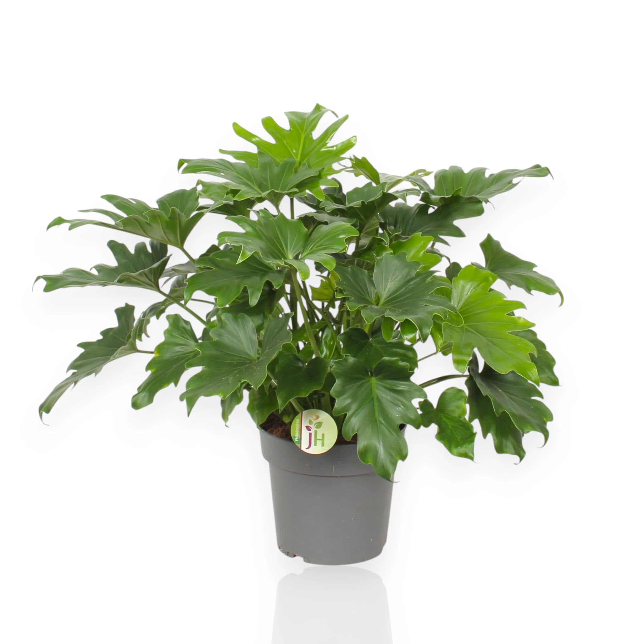 Philodendron bipinnatifidum Little Hope con foglie lobate compatte in vaso decorativo da interno