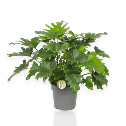 Philodendron Little Hope in vaso con foglie cuoriformi verdi lucide, pianta da interno compatta