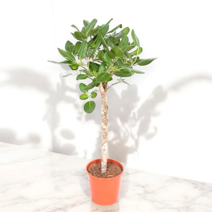 Ficus benghalensis