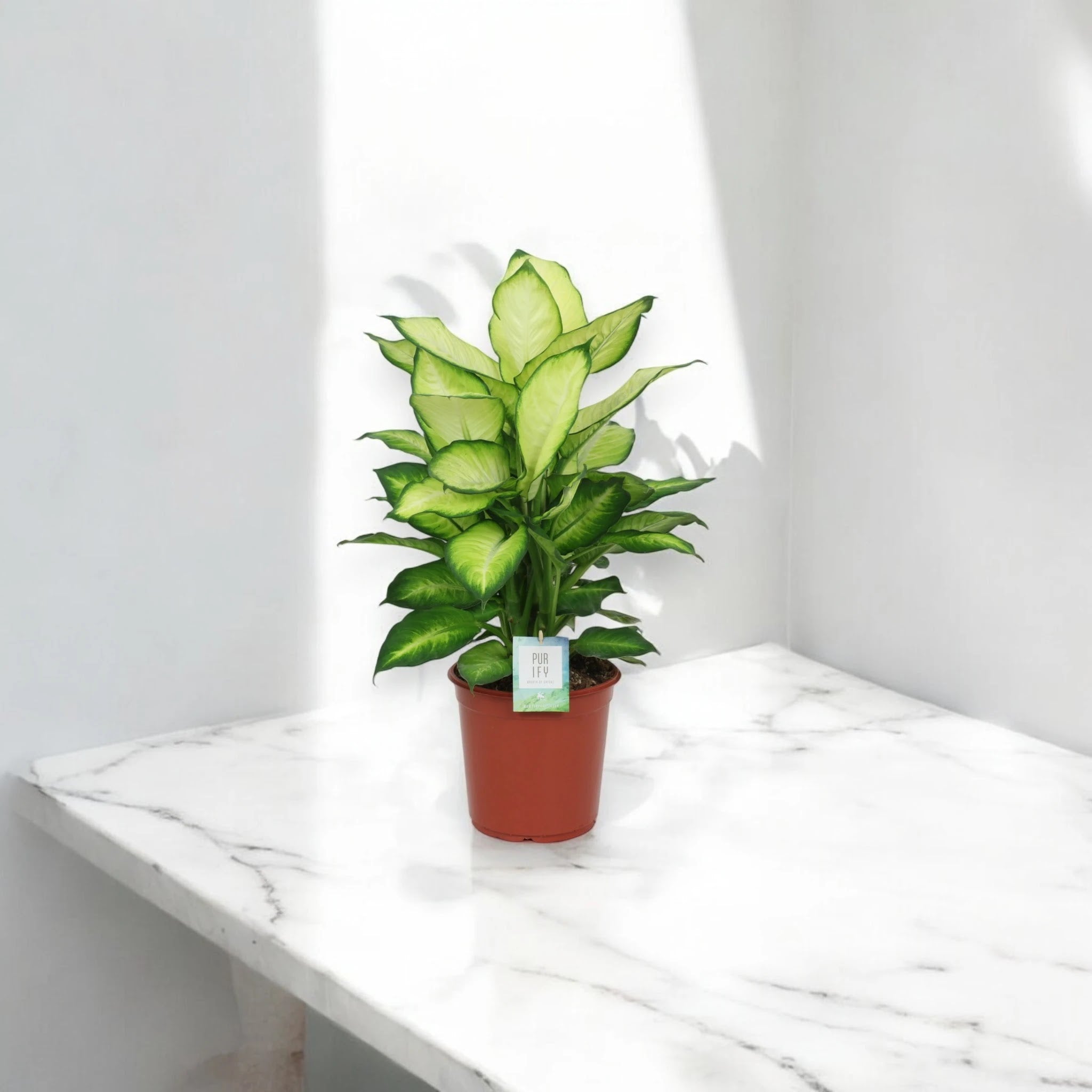 Dieffenbachia 'Summer style'
