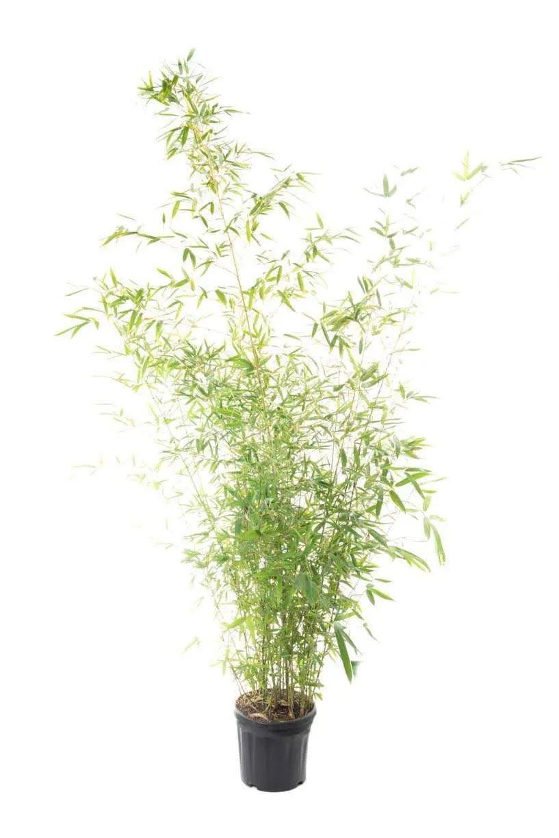 Bambù Dorato Phyllostachys aurea con culmi gialli e fogliame verde in giardino