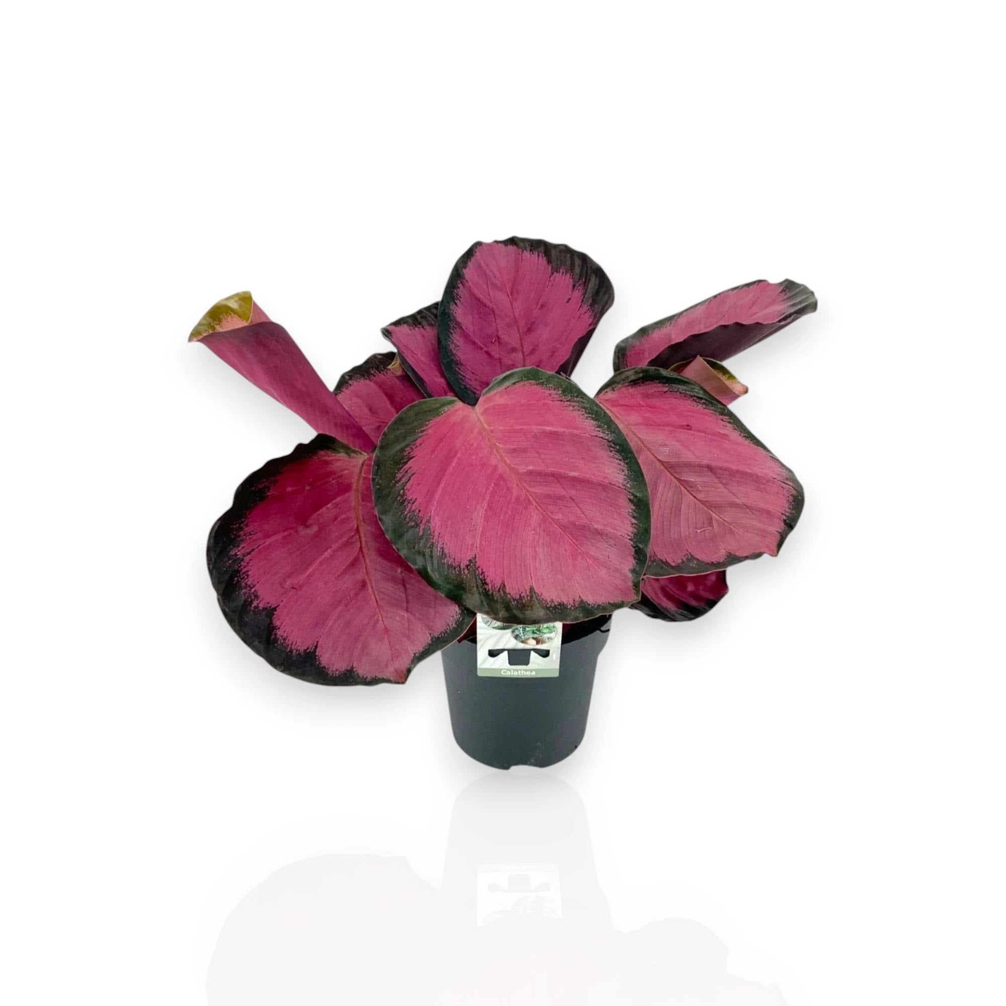 Calathea roseopicta 'Crimson'