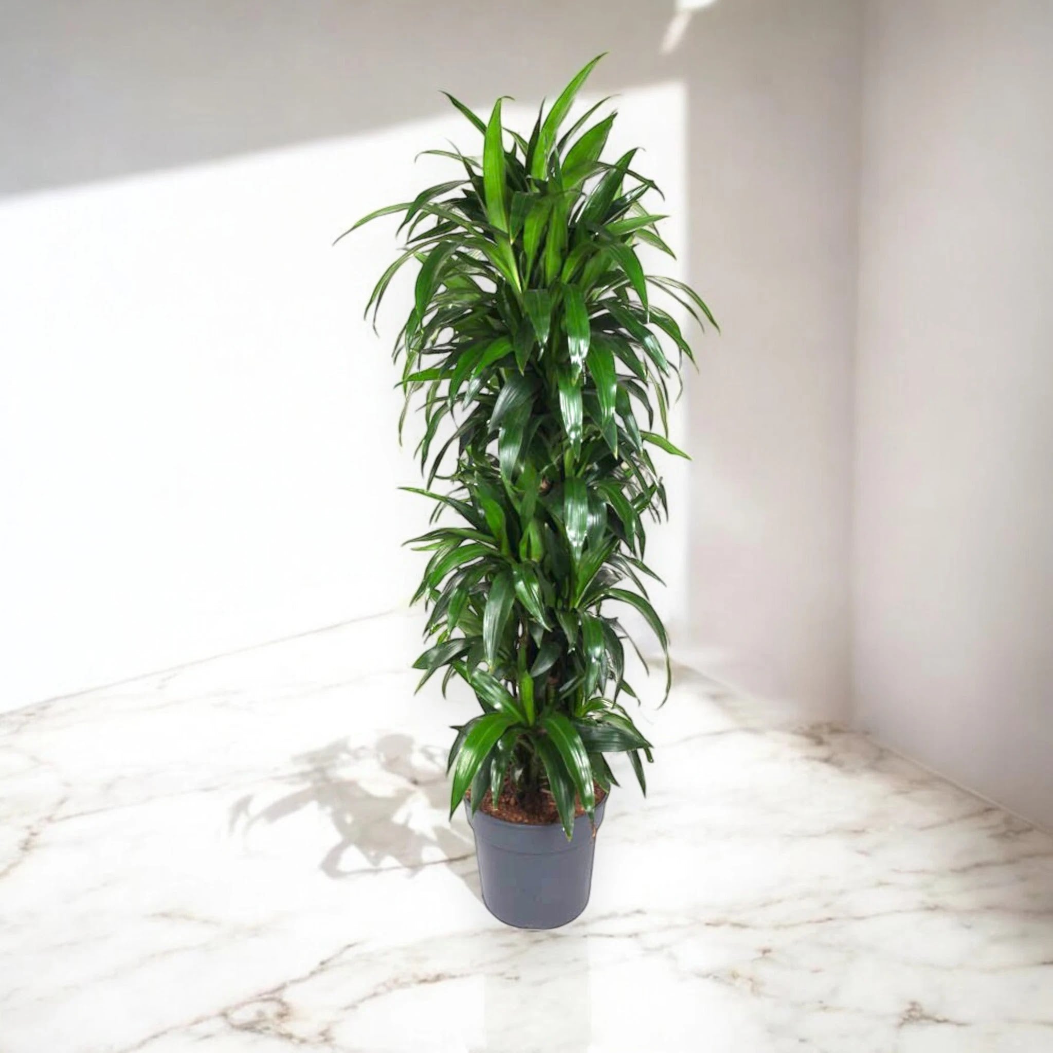 Dracaena fragrans 'Janet craig'