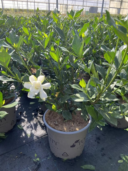 Dettaglio fiore doppio bianco di Gardenia 'Double Mint' con petali carnosi