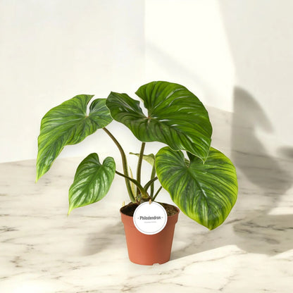 Philodendron 'Plowmanii'