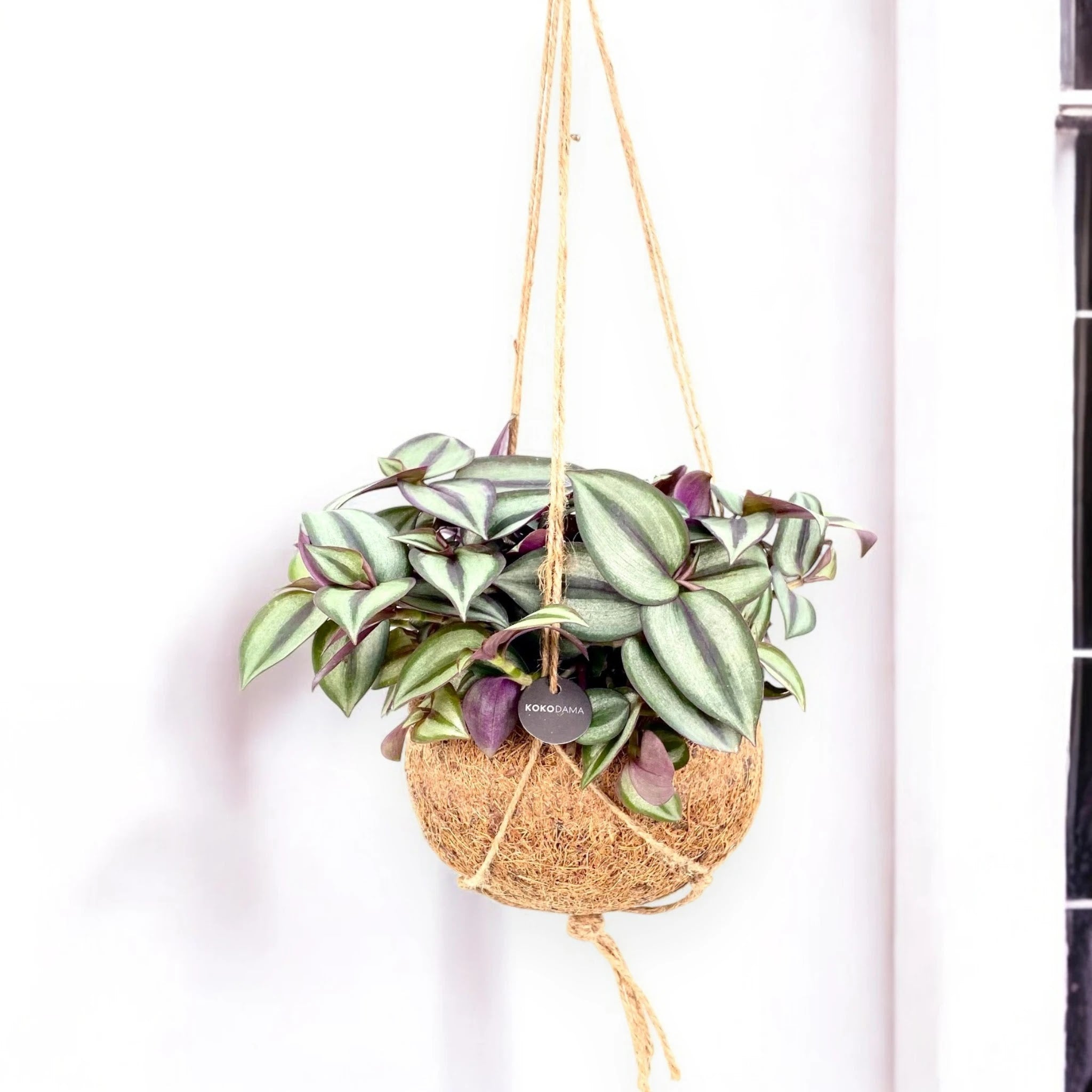 Tradescantia zebrina 'Purpusii' kokedama