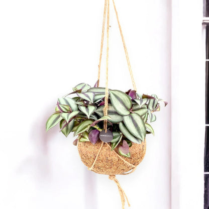 Tradescantia zebrina 'Purpusii' kokedama