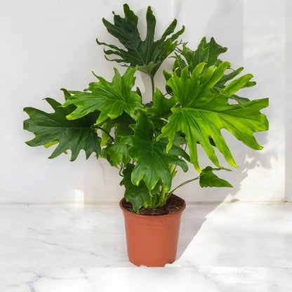 Philodendron 'Lickety Split'