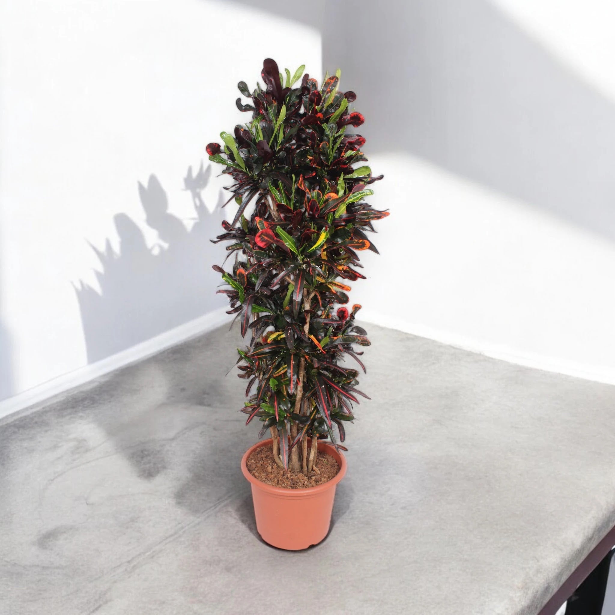 Codiaeum variegatum 'Mammi'