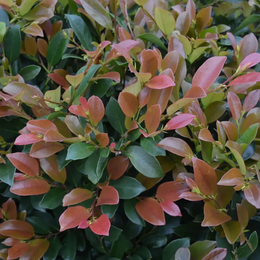 Distylium Linebaker arbusto sempreverde con portamento eretto e fogliame verde scuro lucido