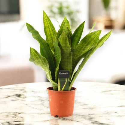 Sansevieria trifasciata aubry. 'Nite'